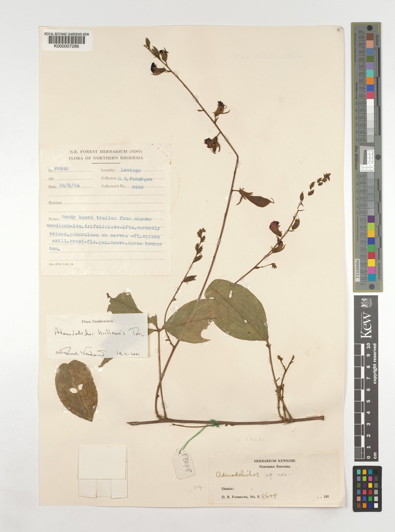 Adenodolichos huillensis photo 4