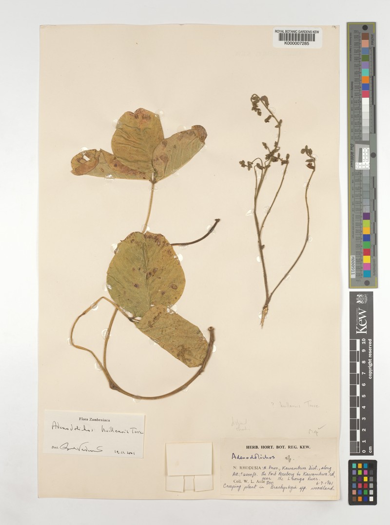 Adenodolichos huillensis photo 5