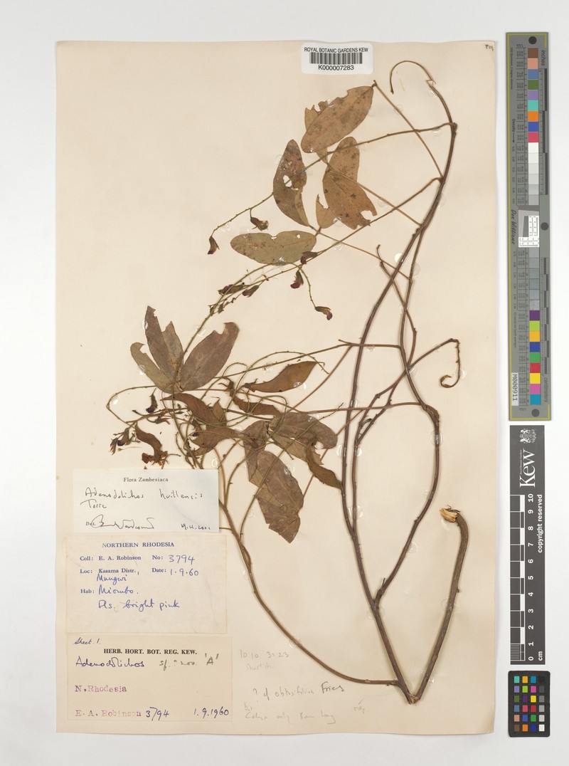 Adenodolichos huillensis photo 6