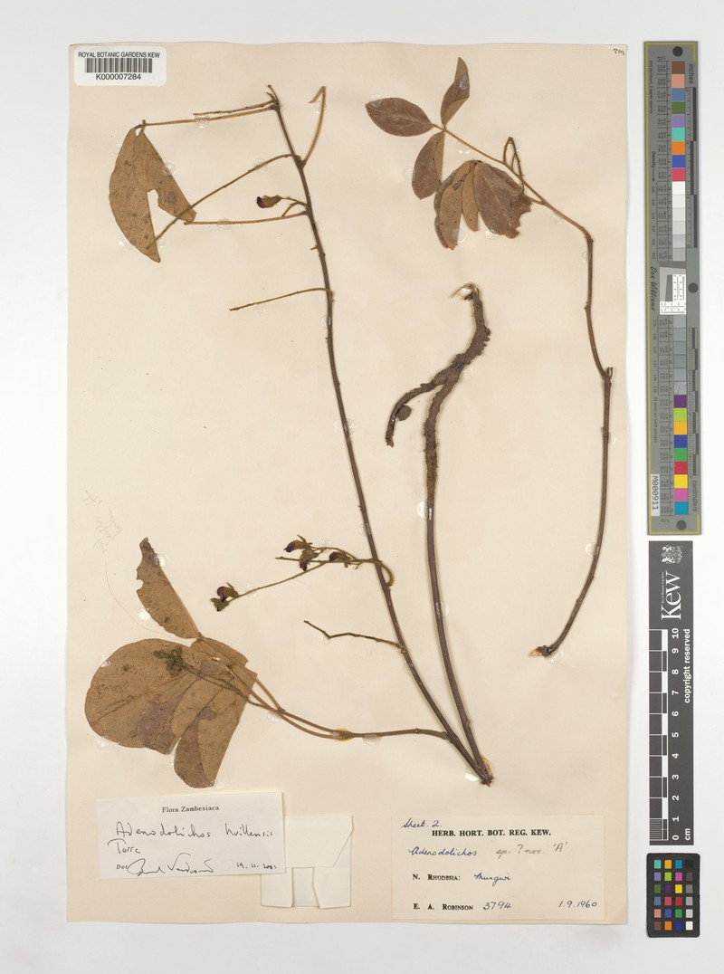 Adenodolichos huillensis photo 7
