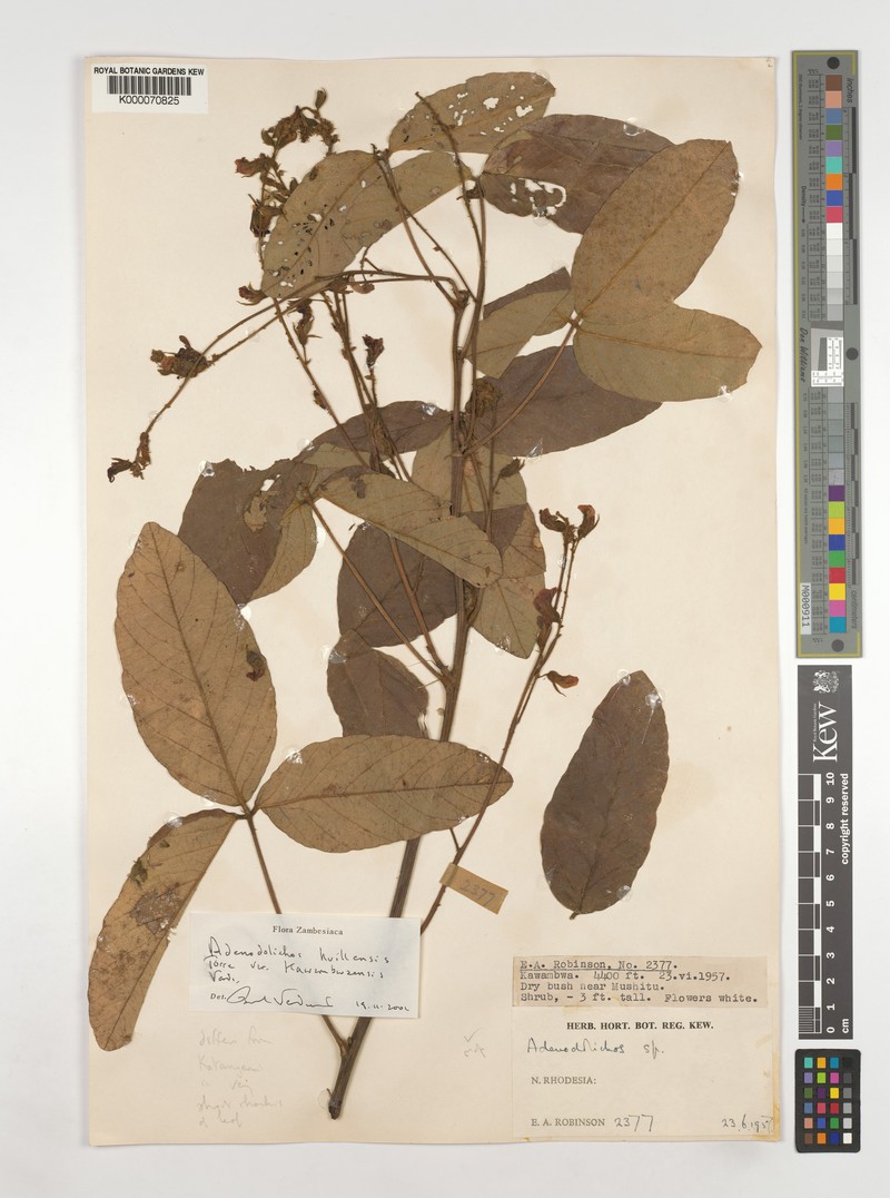 Adenodolichos huillensis photo 8