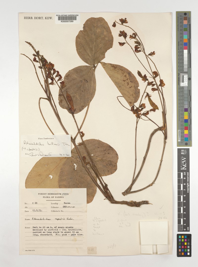 Adenodolichos huillensis var. huillensis