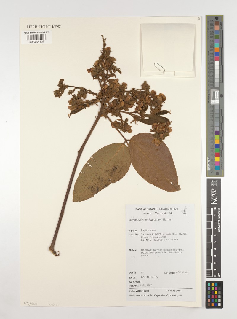 Adenodolichos kaessneri
