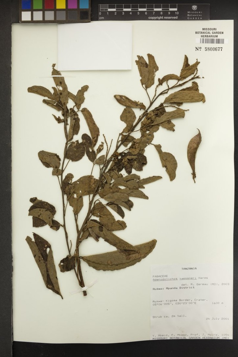 Adenodolichos kaessneri photo 2
