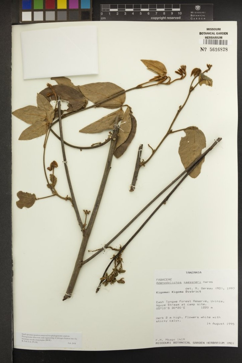 Adenodolichos kaessneri photo 5