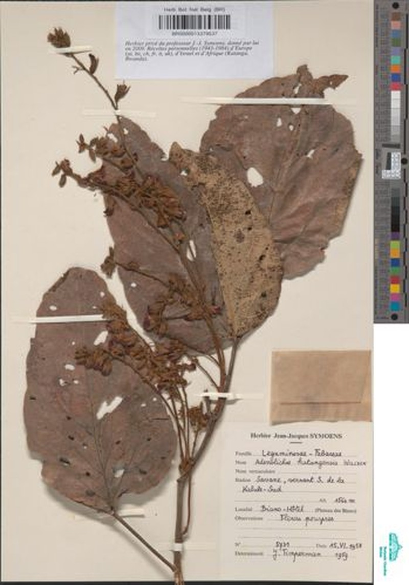 Adenodolichos katangensis