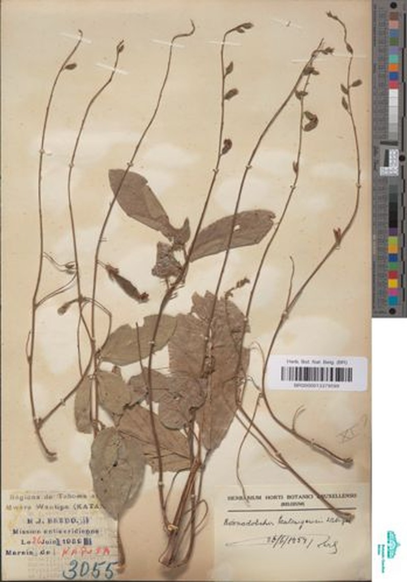 Adenodolichos katangensis photo 3