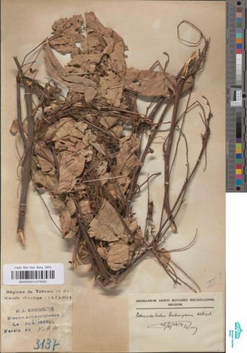 Adenodolichos katangensis photo 4