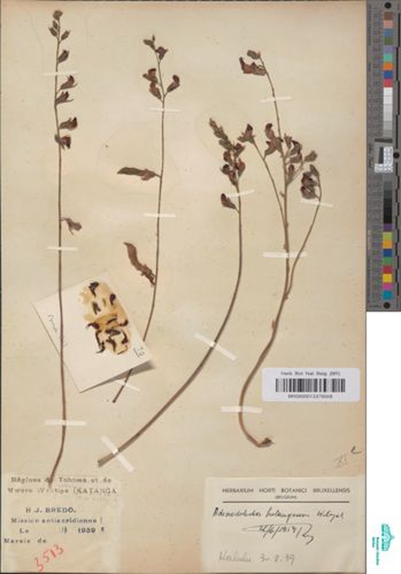 Adenodolichos katangensis photo 5