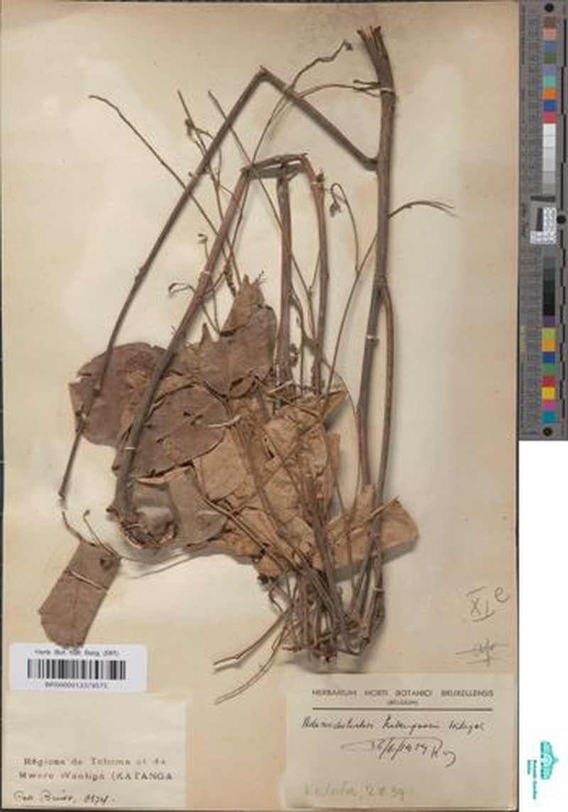 Adenodolichos katangensis photo 6