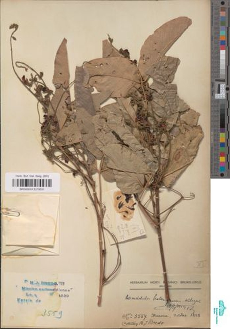 Adenodolichos katangensis photo 7