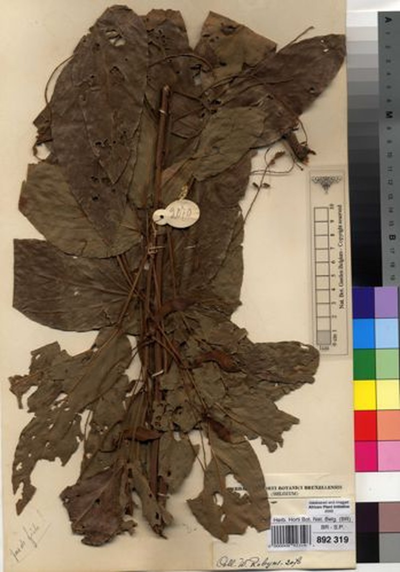 Adenodolichos katangensis photo 8
