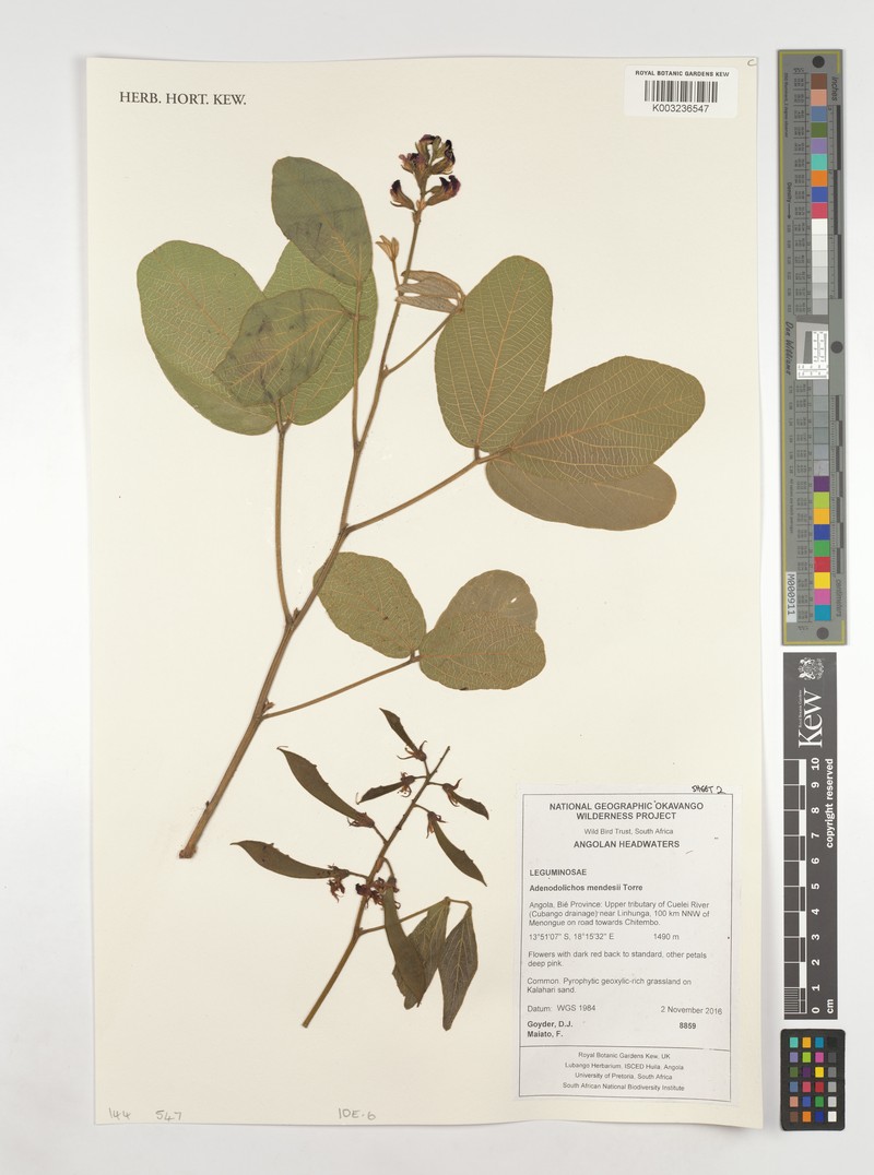 Adenodolichos mendesii