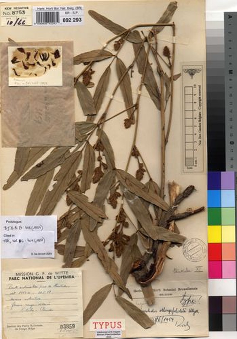 Adenodolichos oblongifoliolatus