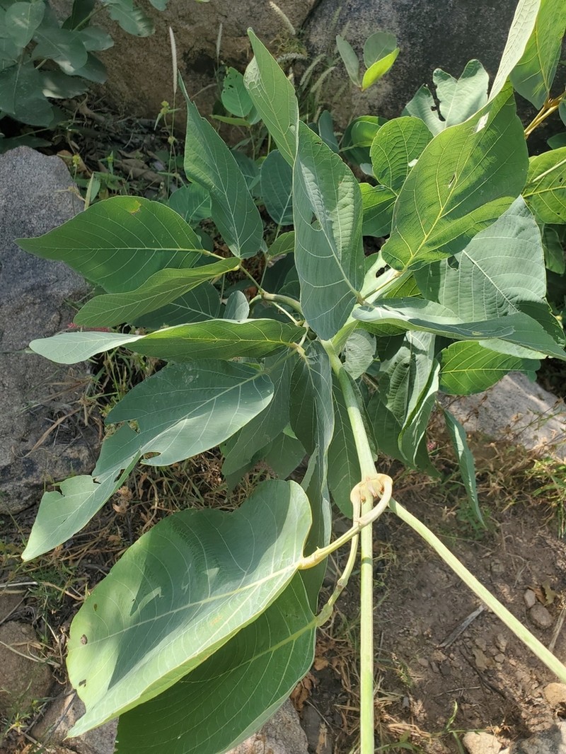 Adenodolichos paniculatus