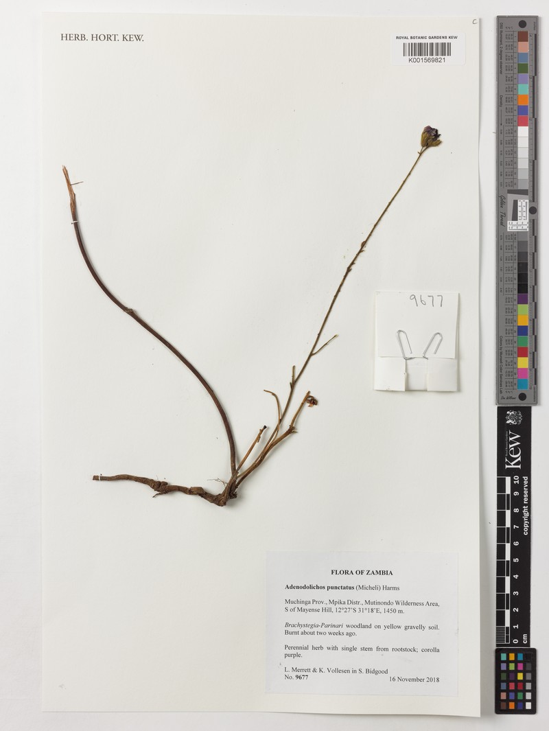 Adenodolichos punctatus