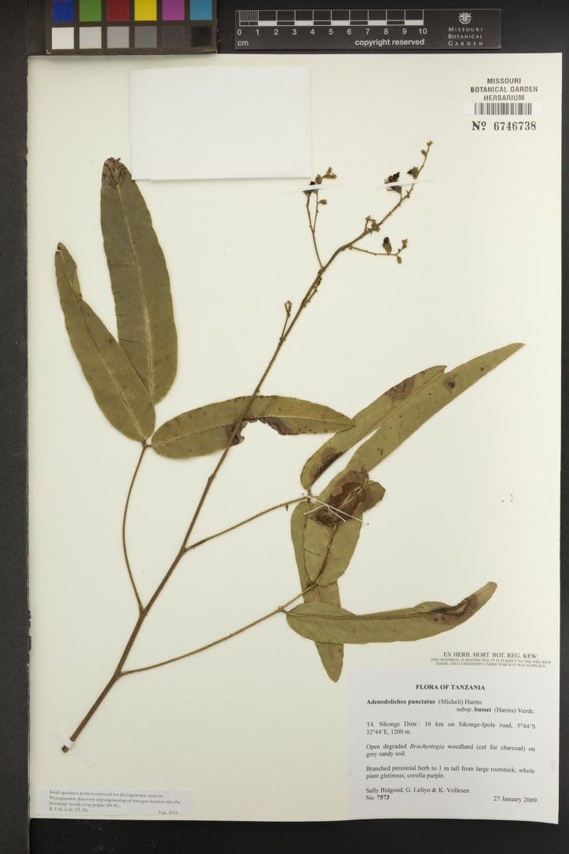 Adenodolichos punctatus photo 5
