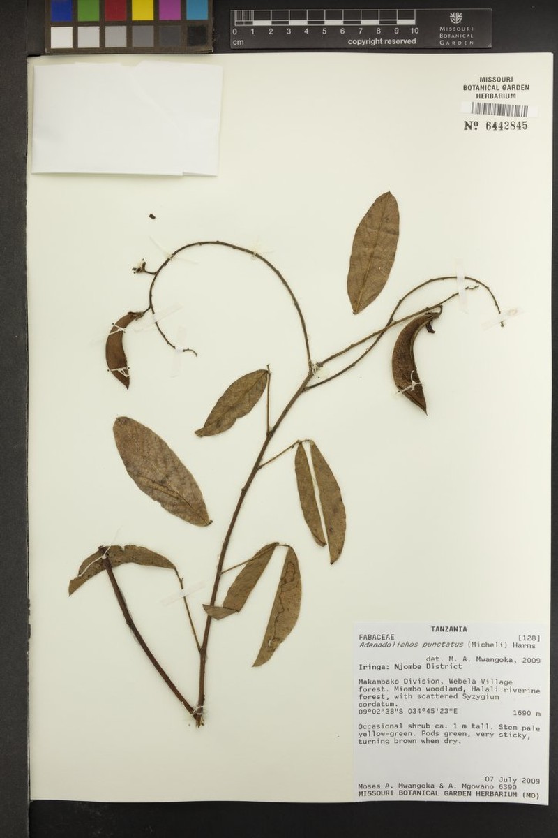 Adenodolichos punctatus photo 7