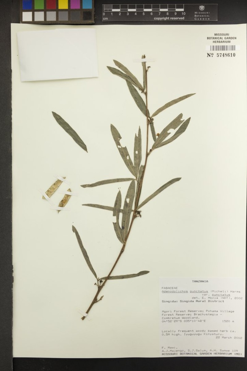 Adenodolichos punctatus subsp. punctatus photo 2