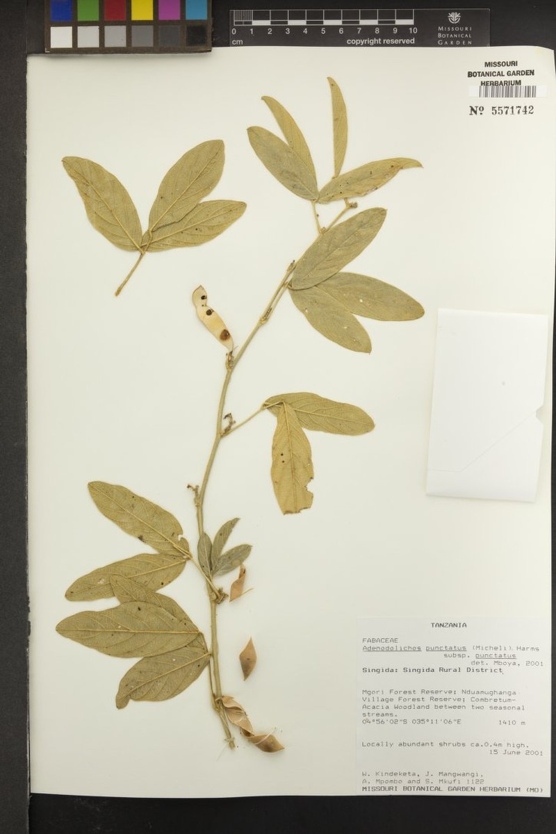 Adenodolichos punctatus subsp. punctatus photo 3
