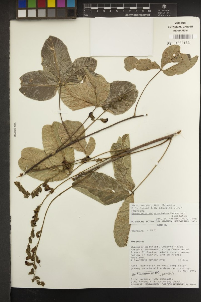 Adenodolichos punctatus subsp. punctatus photo 4