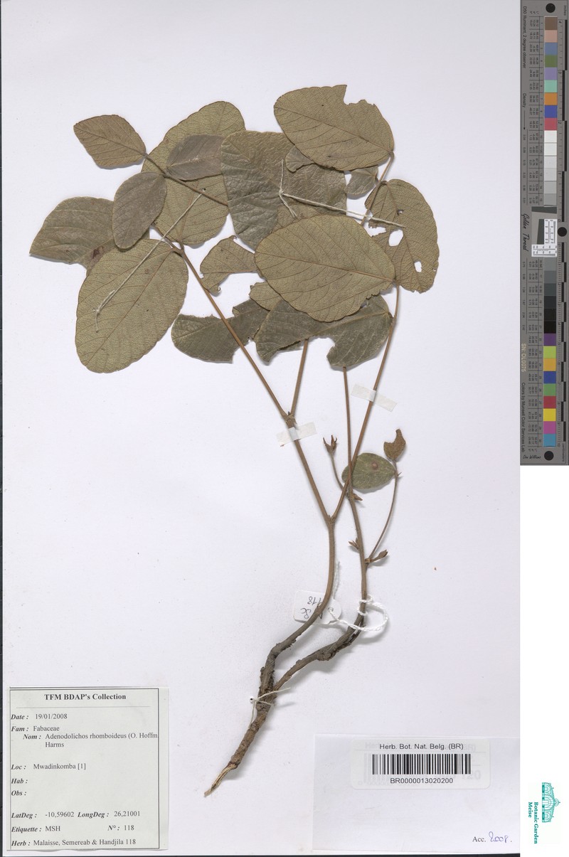 Adenodolichos rhomboideus