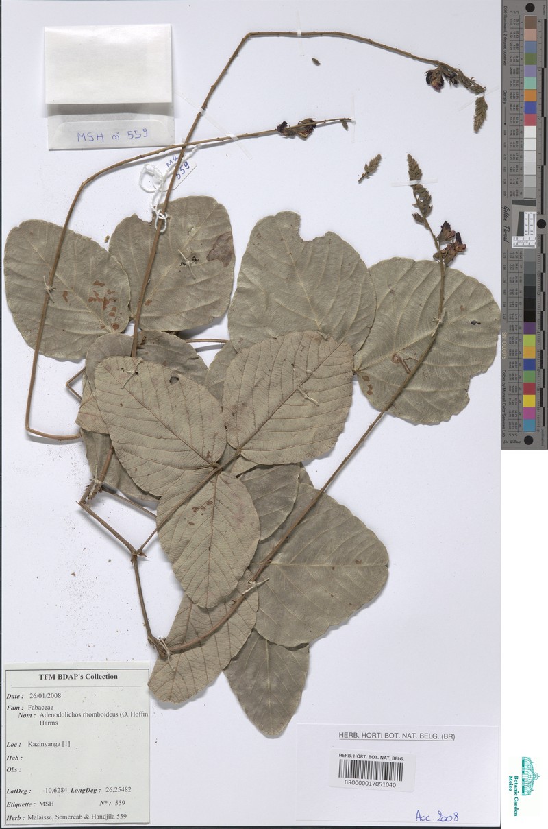 Adenodolichos rhomboideus photo 2
