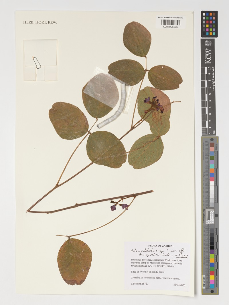 Adenodolichos rupestris