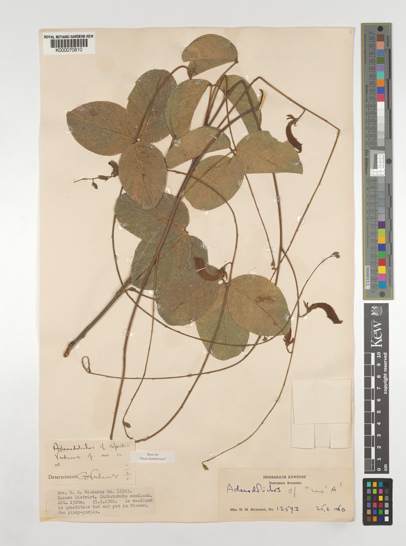 Adenodolichos rupestris photo 3