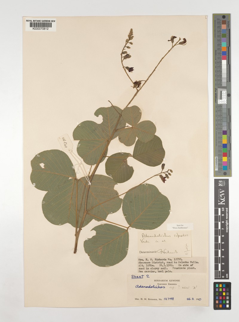 Adenodolichos rupestris photo 4