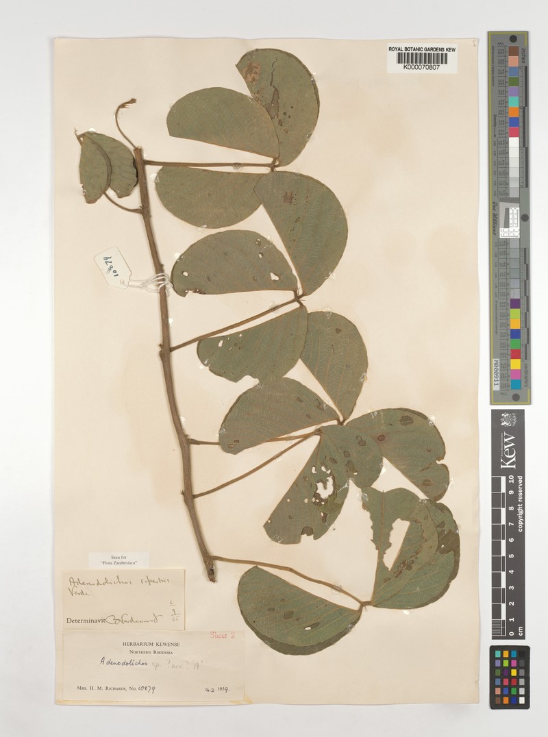 Adenodolichos rupestris photo 6