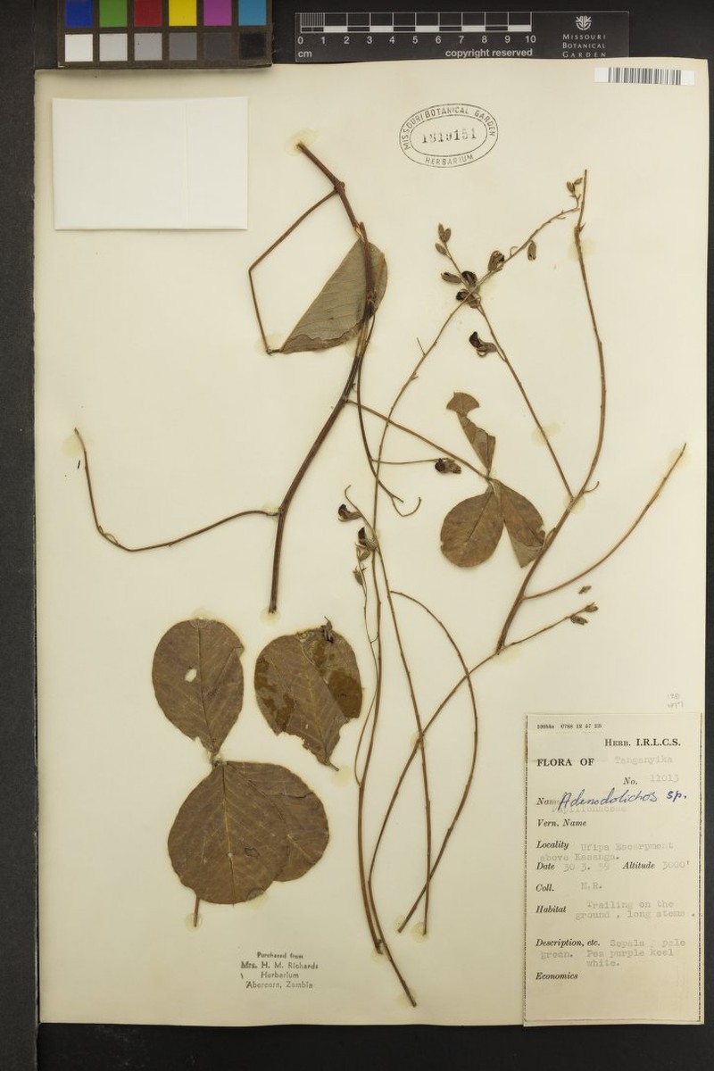 Adenodolichos rupestris photo 8