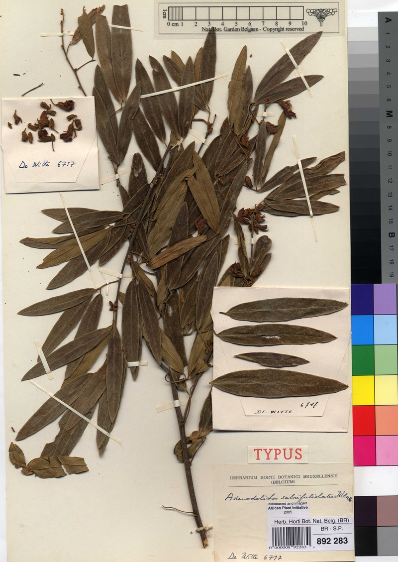 Adenodolichos salvifoliolatus