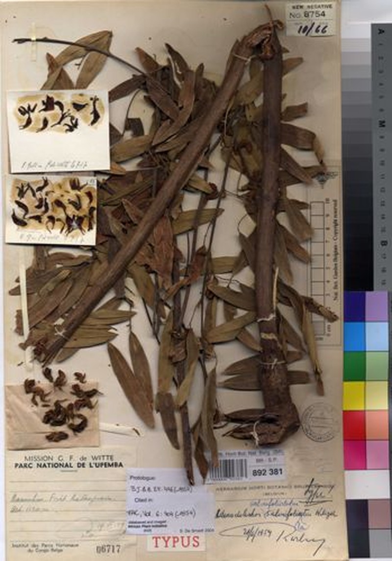 Adenodolichos salvifoliolatus photo 2