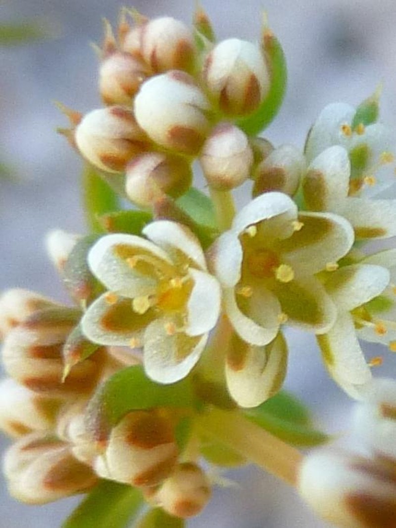 Adenogramma glomerata
