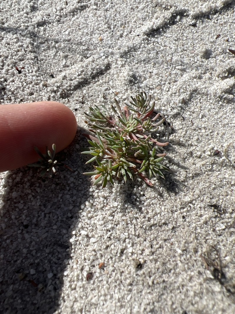 Adenogramma glomerata photo 2