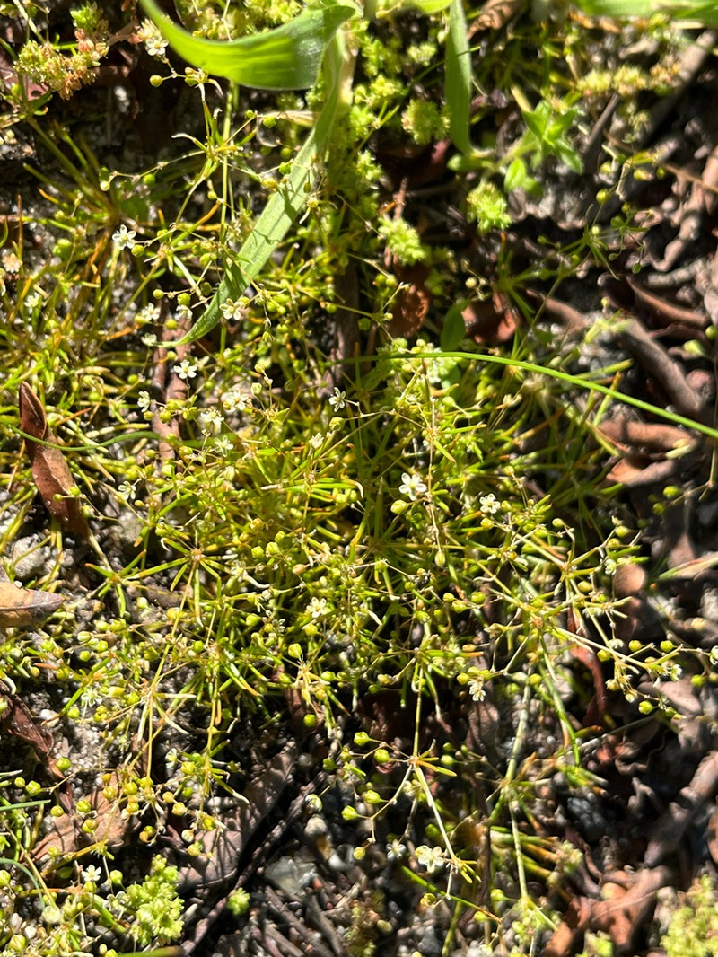 Adenogramma glomerata photo 3