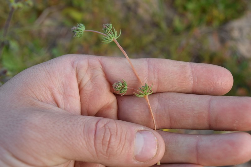 Adenogramma glomerata photo 4