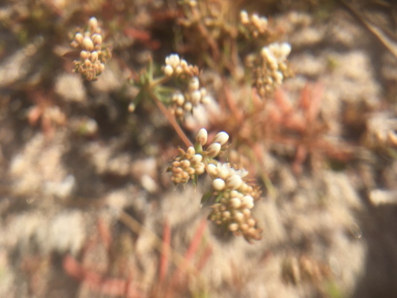 Adenogramma glomerata photo 5