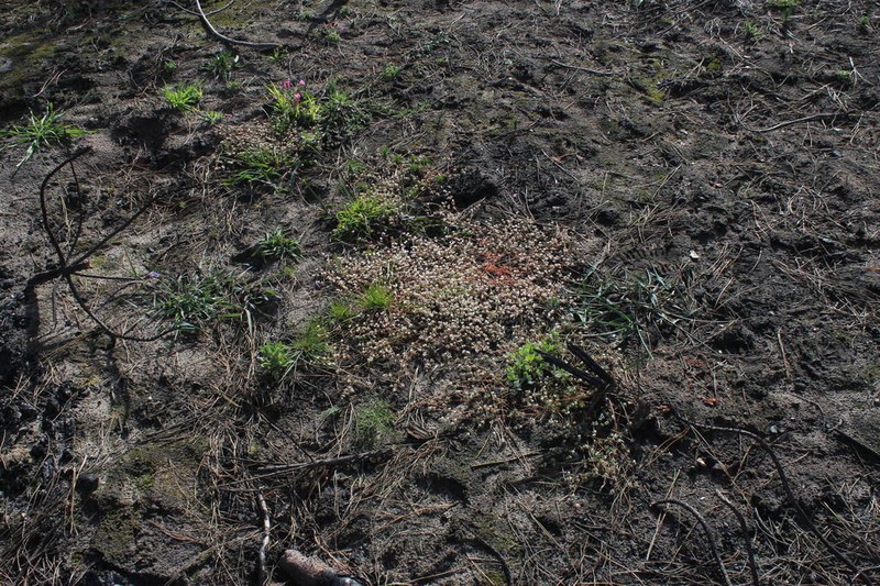 Adenogramma glomerata photo 6