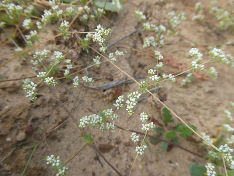 Adenogramma glomerata photo 7