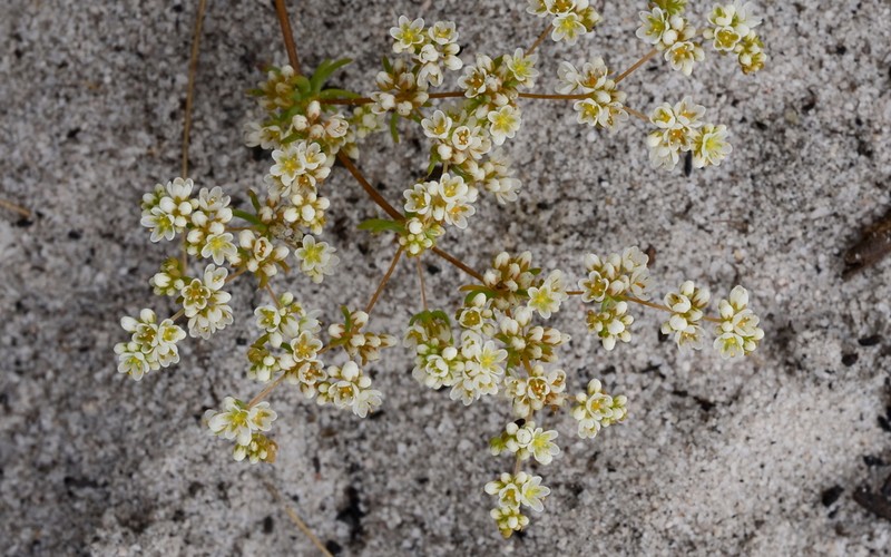 Adenogramma glomerata photo 8