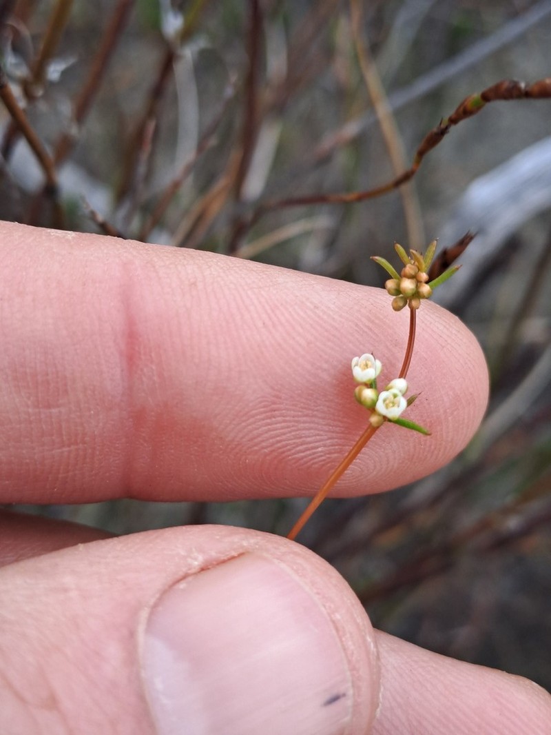 Adenogramma lichtensteiniana