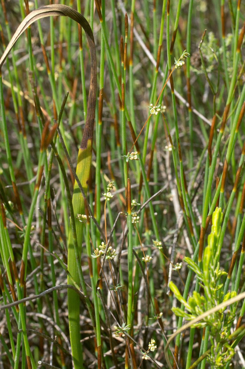 Adenogramma lichtensteiniana photo 2