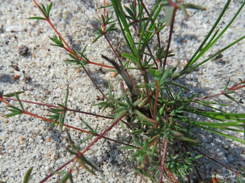 Adenogramma lichtensteiniana photo 3