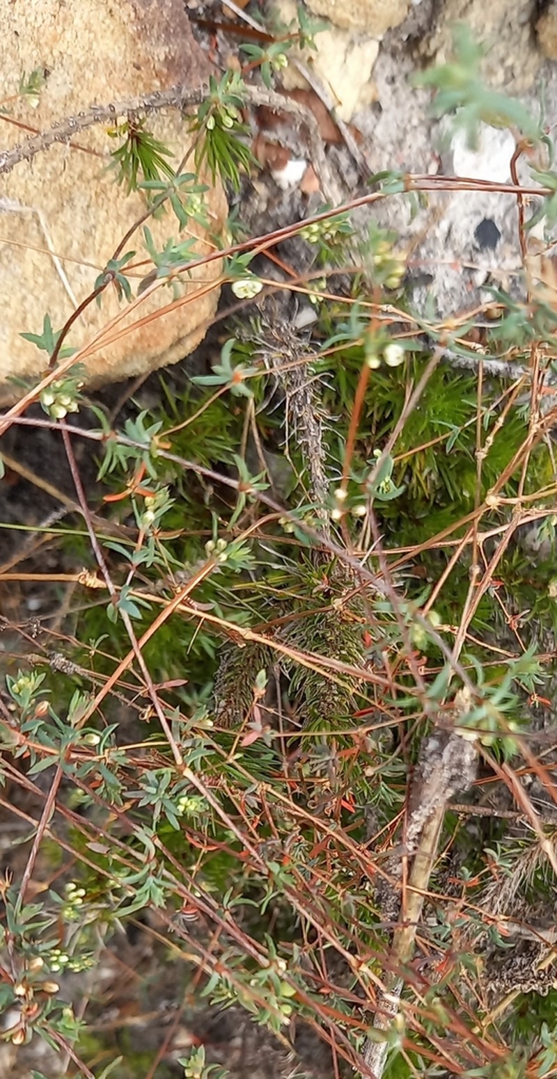 Adenogramma lichtensteiniana photo 4