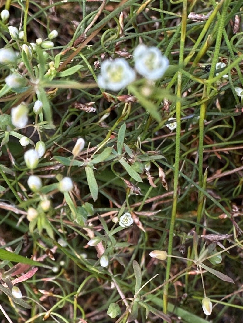 Adenogramma lichtensteiniana photo 8