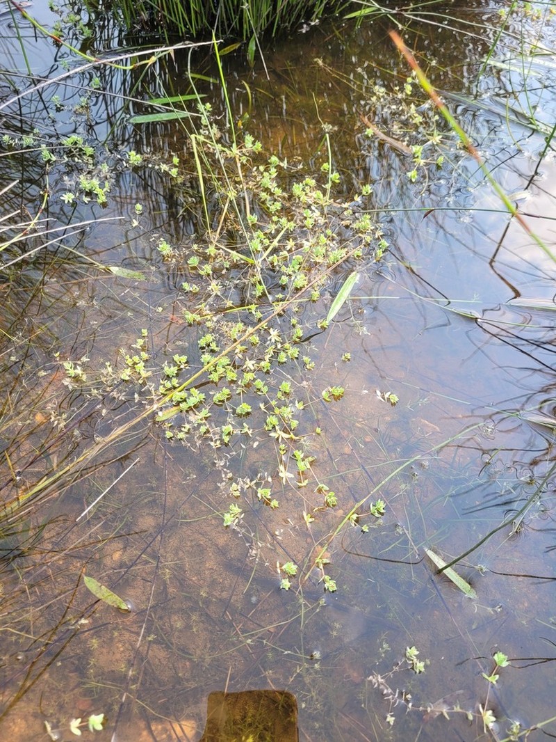 Adenogramma natans photo 4