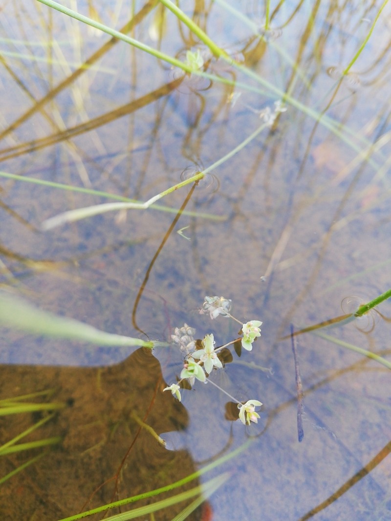 Adenogramma natans photo 5