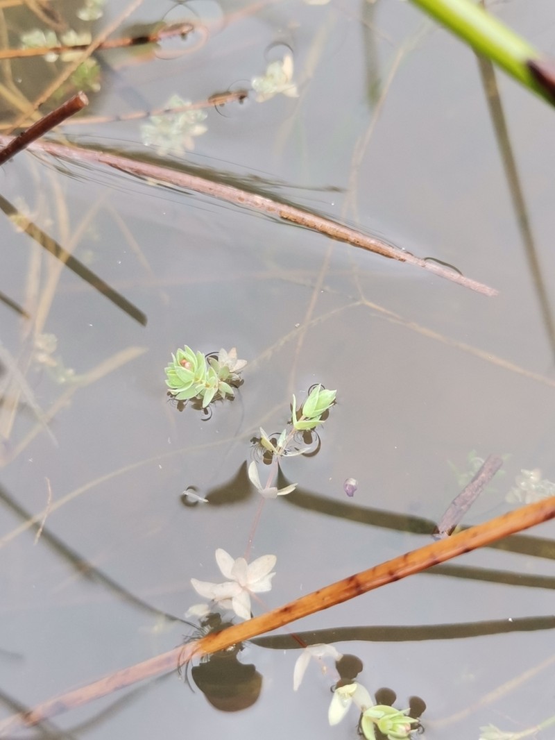Adenogramma natans photo 6